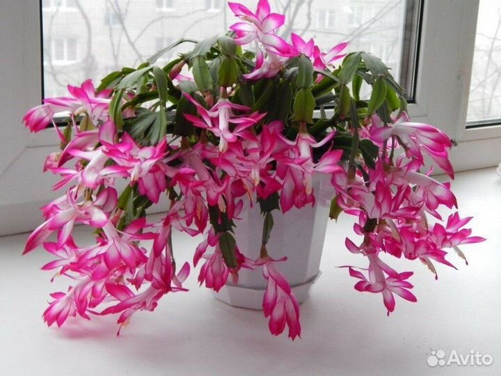 Декабрист розовый