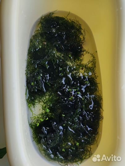 Яванский мох, крисмас(рождественский), феникс