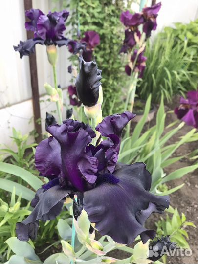 Ирисы бородатые, флокс