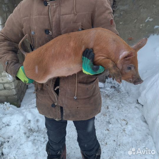 Овцы Бараны Ягнята