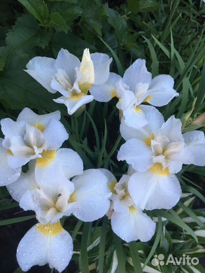 Ирисы Сибирский и карликовые, астильба, монарда