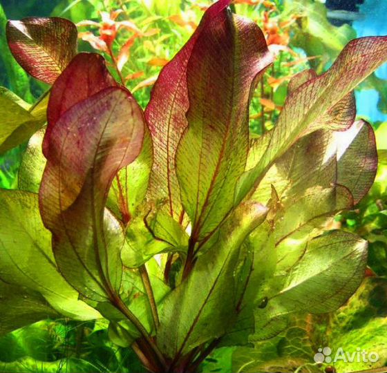 Растения аквариумные