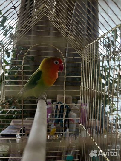 Попугай неразлучник