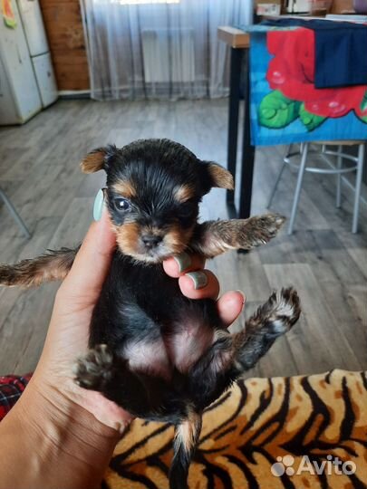 Йоркширский терьер мини щенки бейби фейс