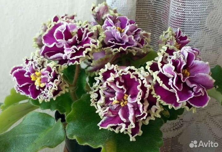 Фиалка Шато Брион