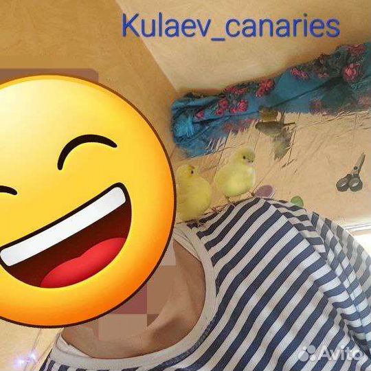 Канарейка Файф Фенси