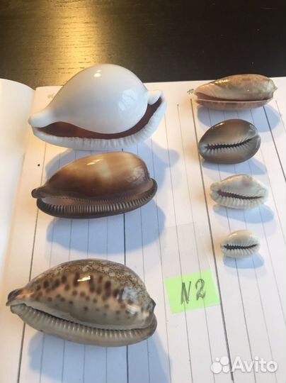 Ракушки. Набор