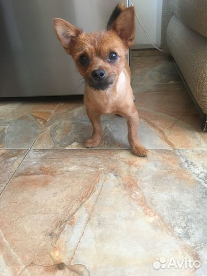 Вязка кобель