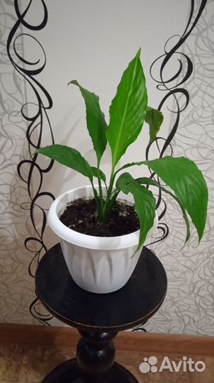 Спатифиллум или женское счастье