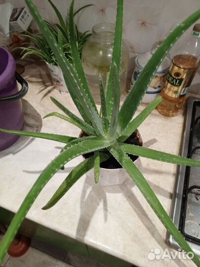 Алоэ вера растение