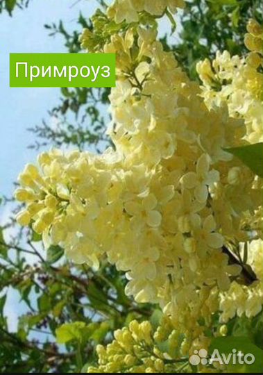 Сирень Прим роуз