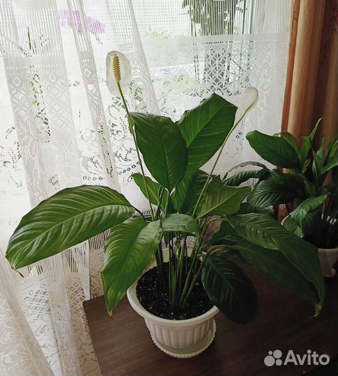 Спатифиллум