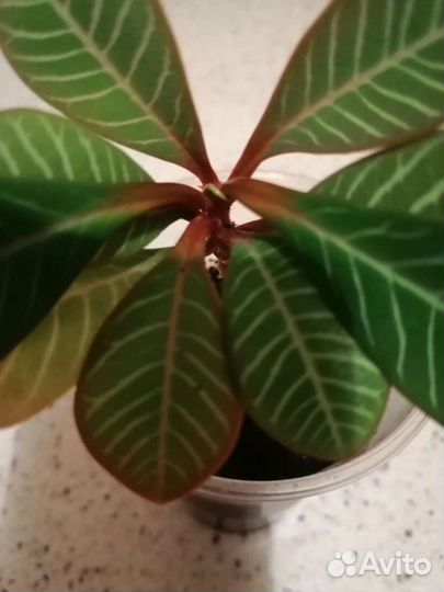 Молочай комнатный