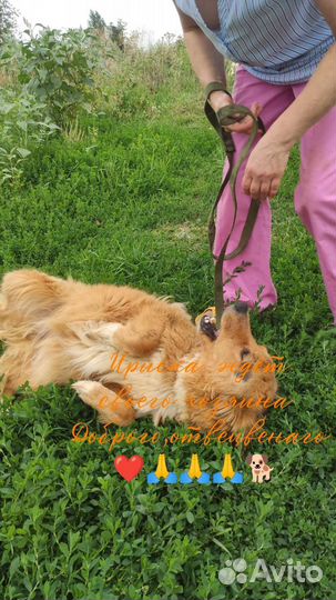 Собака в добрые руки