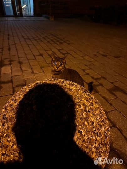 Молодая кошечка ищет дом