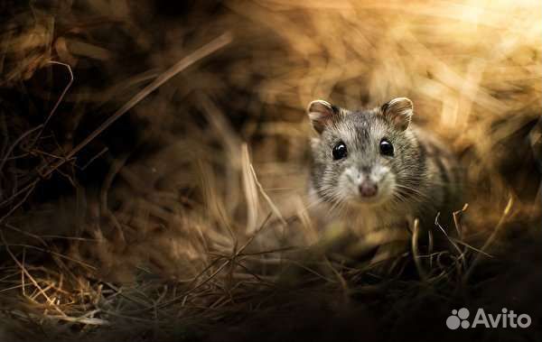 Передержка грызунов и птичек