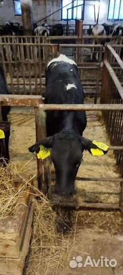 Бычки телята