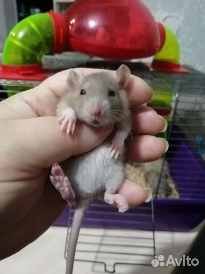 Крыса крысята дамбо