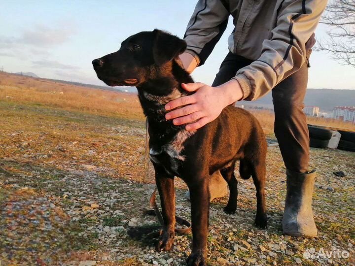 Щенок в добрые руки