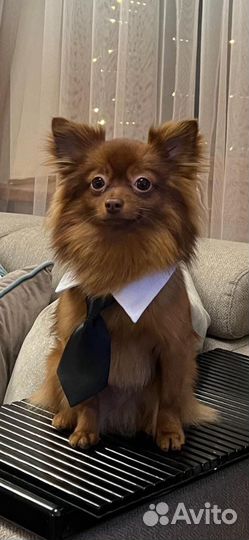 Немецкий шпиц(мальчик) ищет невесту