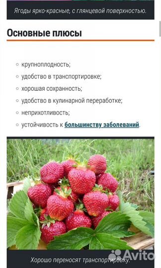Рассада клубники