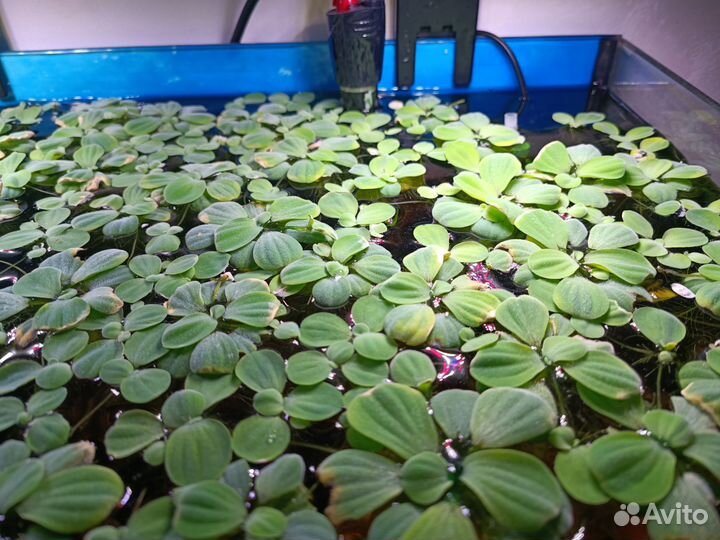 Пистия (водяной салат)