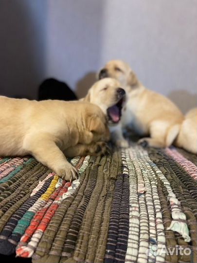 Щенки лабрадора