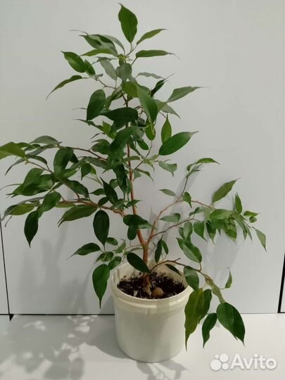 Фикус бенджамина