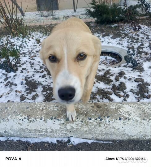 Ласковая собачка-девочка в добрые руки