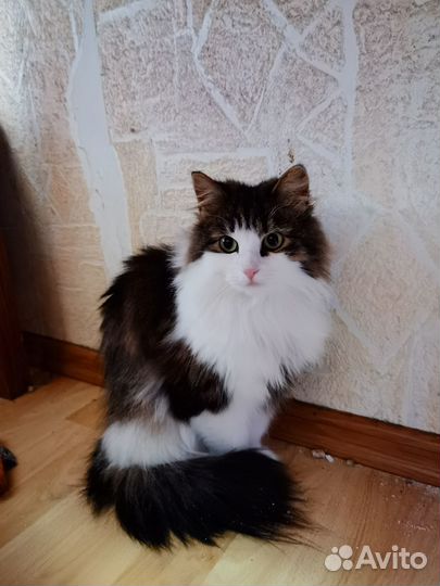 Пушистая кошка в добрые руки