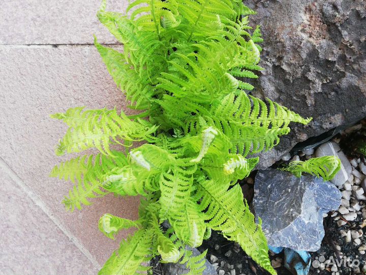 Папоротник