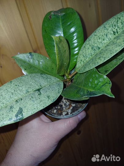 Сортовые фикусы