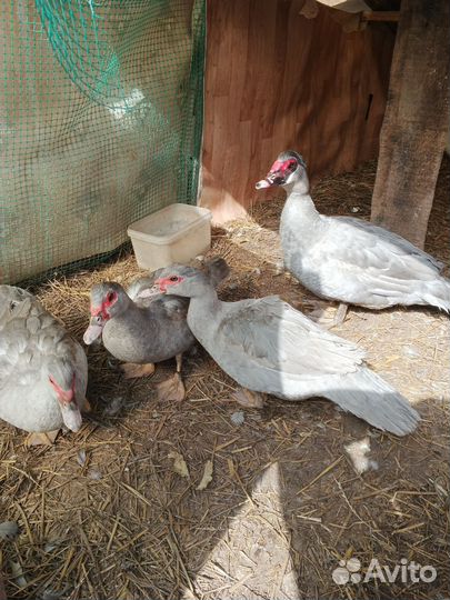 Ия индоуток