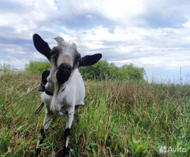 Козы и козлики