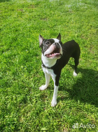 Вязка Бостон терьер