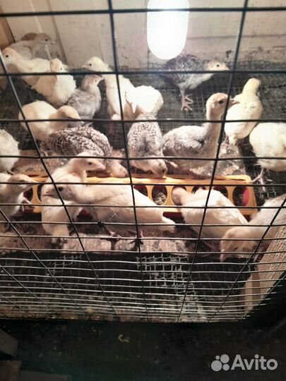 Продаются индюшата