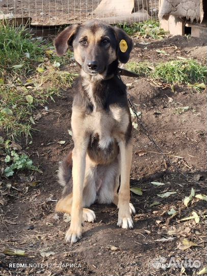 Собака в добрые руки