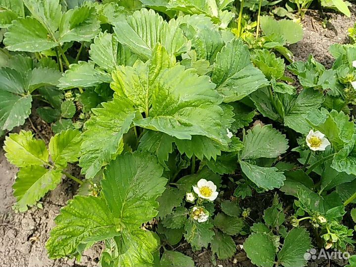 Виктория гигантелла, первокласница, пенелопа