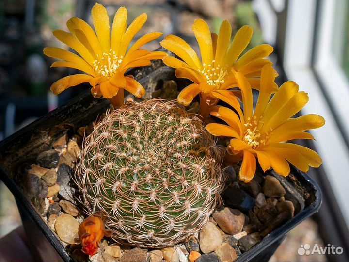 Кактусы цветущие