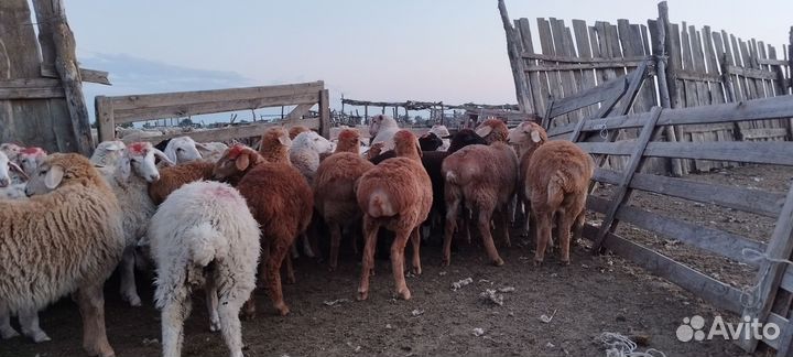 Овцы бараны ягнята