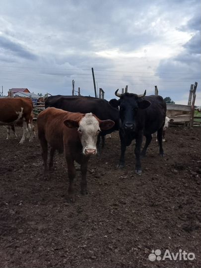 Продам корову с бычком