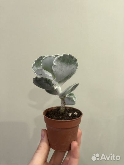 Суккуленты микс от 290