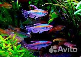 Аквариумная рыба