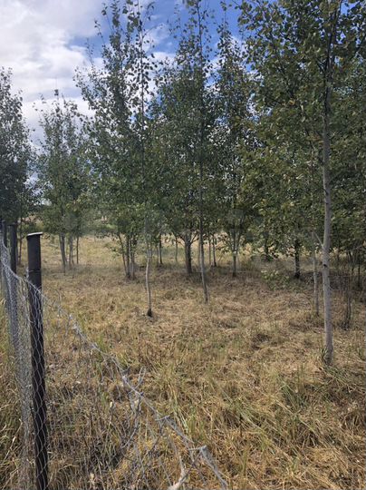 Участок 15 сот. (ИЖС)