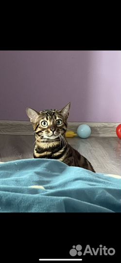 Бенгальская кошка