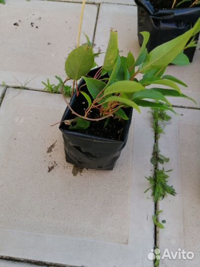 Актинидия аргута - Джамбо, Ананасная, Иссаи