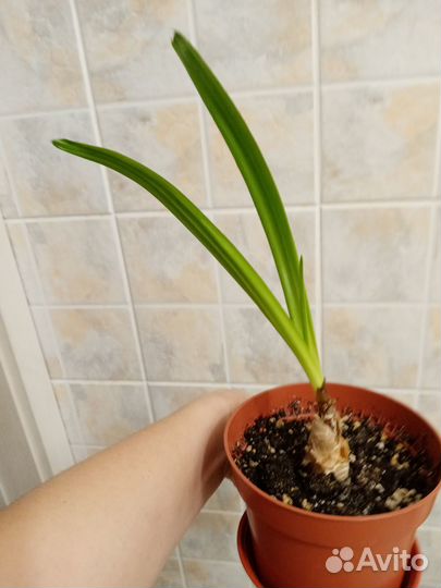 Амаркринум