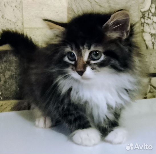 Сибирские пушистики