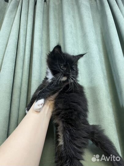 Мейн-кун