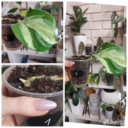 Эпипремнум Неон и Хеппи Лиф